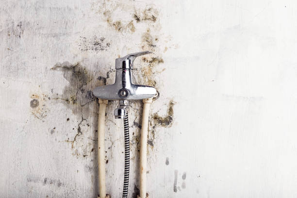 Reliable Dennison, OH Mold Remediation Solutions